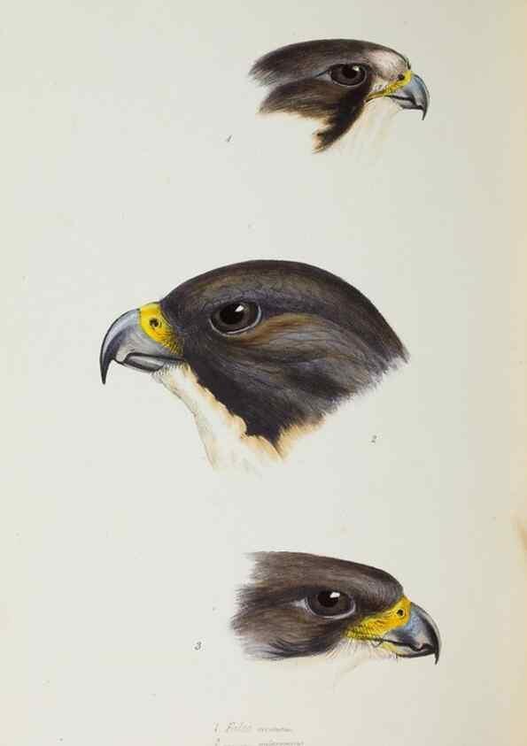 Reproducción/Reproduction 29019787980: A synopsis of the birds of Australia, and the adjacent Islands /. London :John Gould,1837.