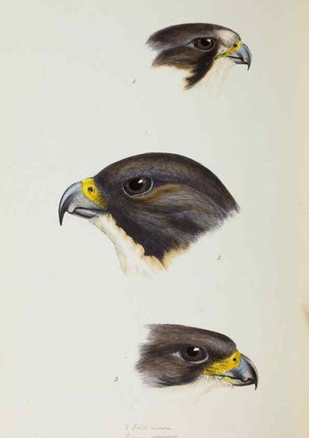 Reproducción/Reproduction 29019787980: A synopsis of the birds of Australia, and the adjacent Islands /. London :John Gould,1837.