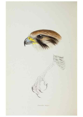 Reproducción/Reproduction 29229000711: A synopsis of the birds of Australia, and the adjacent Islands /. London :John Gould,1837.