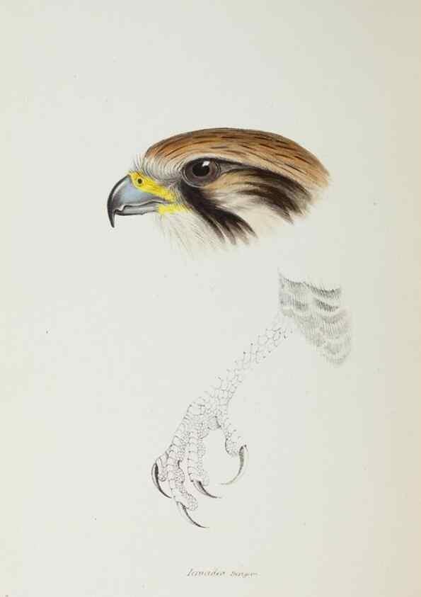 Reproducción/Reproduction 29229000711: A synopsis of the birds of Australia, and the adjacent Islands /. London :John Gould,1837.