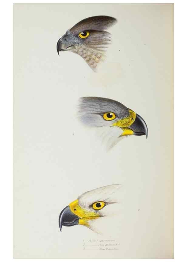 Reproducción/Reproduction 29273788196: A synopsis of the birds of Australia, and the adjacent Islands /. London :John Gould,1837.