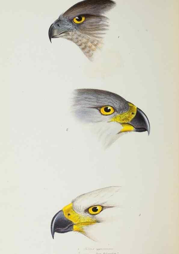Reproducción/Reproduction 29273788196: A synopsis of the birds of Australia, and the adjacent Islands /. London :John Gould,1837.