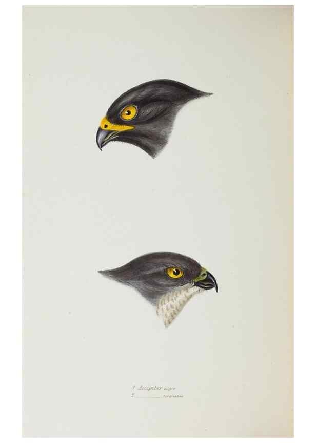 Reproducción/Reproduction 29199463422: A synopsis of the birds of Australia, and the adjacent Islands /. London :John Gould,1837.