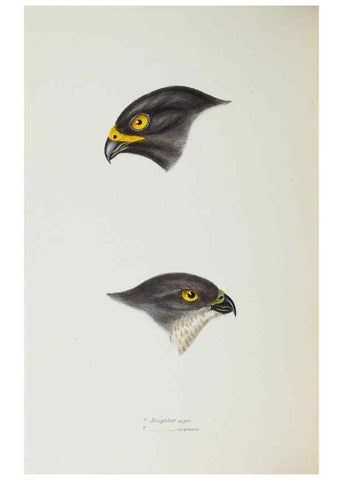 Reproducción/Reproduction 29199463422: A synopsis of the birds of Australia, and the adjacent Islands /. London :John Gould,1837.