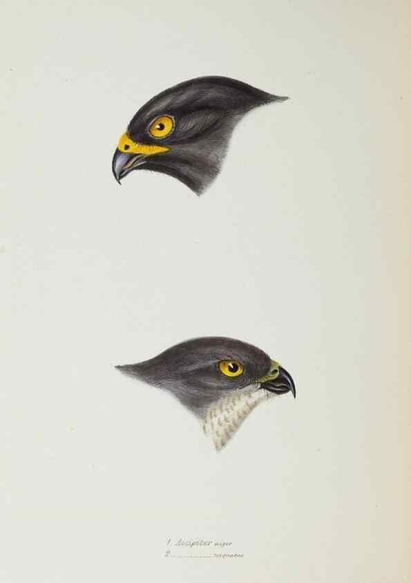 Reproducción/Reproduction 29199463422: A synopsis of the birds of Australia, and the adjacent Islands /. London :John Gould,1837.