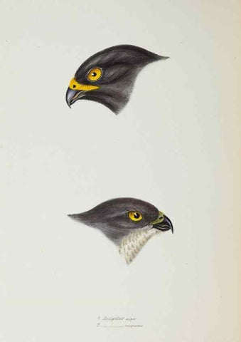 Reproducción/Reproduction 29199463422: A synopsis of the birds of Australia, and the adjacent Islands /. London :John Gould,1837.
