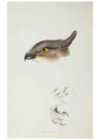 Reproducción/Reproduction 28686919233: A synopsis of the birds of Australia, and the adjacent Islands /. London :John Gould,1837.