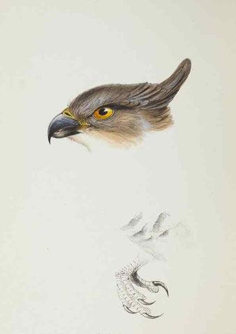 Reproducción/Reproduction 28686919233: A synopsis of the birds of Australia, and the adjacent Islands /. London :John Gould,1837.