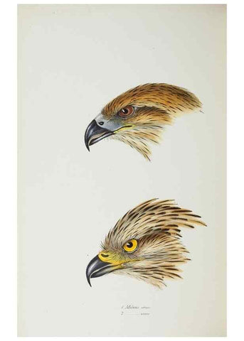 Reproducción/Reproduction 28686922513: A synopsis of the birds of Australia, and the adjacent Islands /. London :John Gould,1837.