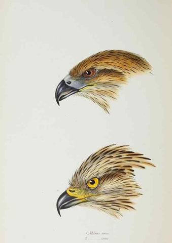 Reproducción/Reproduction 28686922513: A synopsis of the birds of Australia, and the adjacent Islands /. London :John Gould,1837.