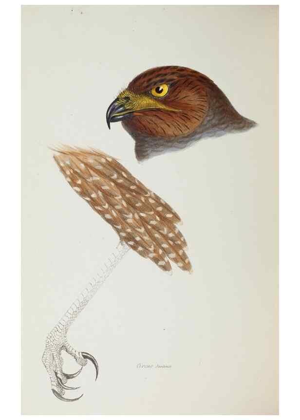 Reproducción/Reproduction 28686925773: A synopsis of the birds of Australia, and the adjacent Islands /. London :John Gould,1837.