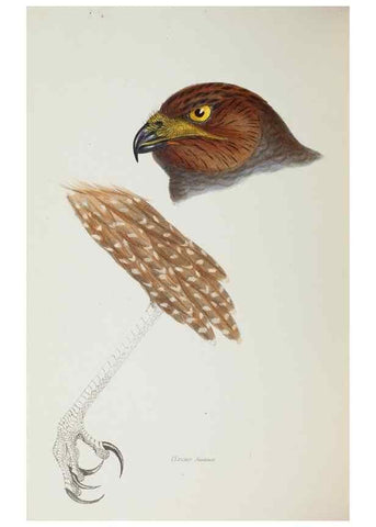 Reproducción/Reproduction 28686925773: A synopsis of the birds of Australia, and the adjacent Islands /. London :John Gould,1837.