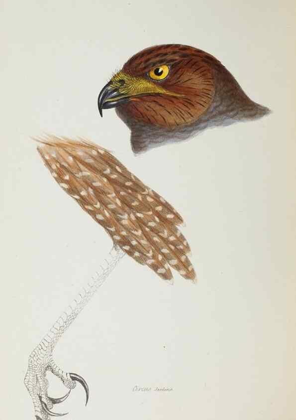 Reproducción/Reproduction 28686925773: A synopsis of the birds of Australia, and the adjacent Islands /. London :John Gould,1837.