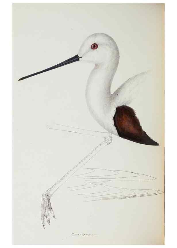 Reproducción/Reproduction 28686895873: A synopsis of the birds of Australia, and the adjacent Islands /. London :John Gould,1837.