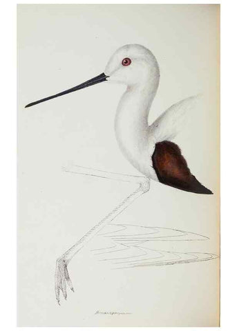 Reproducción/Reproduction 28686895873: A synopsis of the birds of Australia, and the adjacent Islands /. London :John Gould,1837.