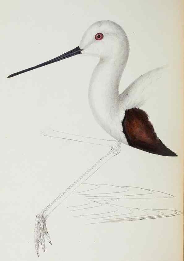 Reproducción/Reproduction 28686895873: A synopsis of the birds of Australia, and the adjacent Islands /. London :John Gould,1837.