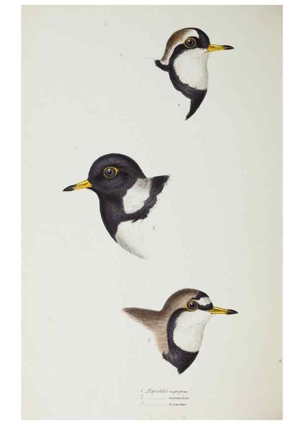 Reproducción/Reproduction 29307663585: A synopsis of the birds of Australia, and the adjacent Islands /. London :John Gould,1837.