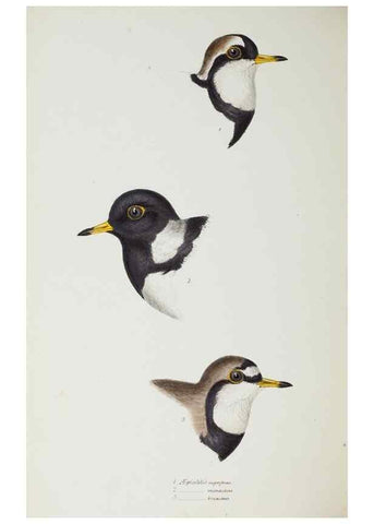 Reproducción/Reproduction 29307663585: A synopsis of the birds of Australia, and the adjacent Islands /. London :John Gould,1837.