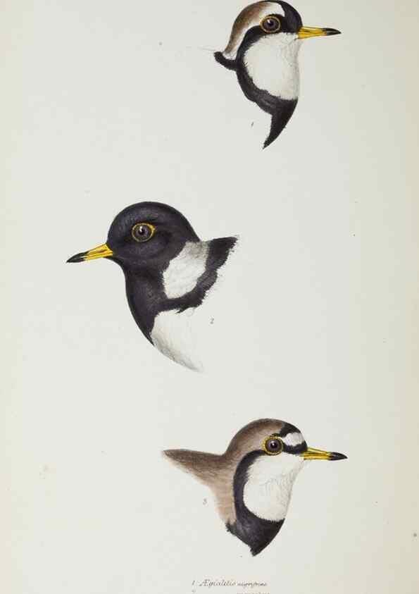 Reproducción/Reproduction 29307663585: A synopsis of the birds of Australia, and the adjacent Islands /. London :John Gould,1837.