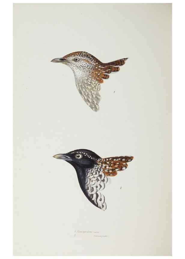 Reproducción/Reproduction 29199435432: A synopsis of the birds of Australia, and the adjacent Islands /. London :John Gould,1837.