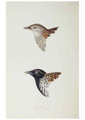 Reproducción/Reproduction 29199435432: A synopsis of the birds of Australia, and the adjacent Islands /. London :John Gould,1837.