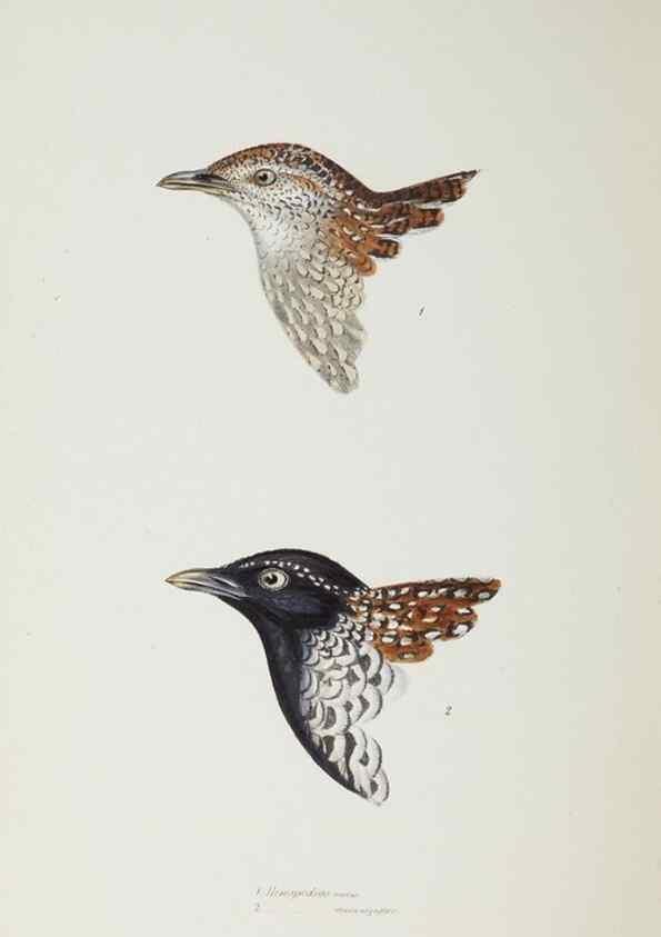 Reproducción/Reproduction 29199435432: A synopsis of the birds of Australia, and the adjacent Islands /. London :John Gould,1837.