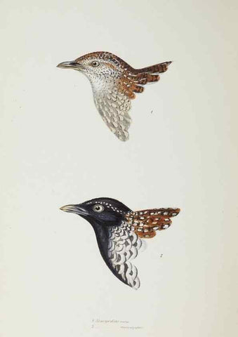 Reproducción/Reproduction 29199435432: A synopsis of the birds of Australia, and the adjacent Islands /. London :John Gould,1837.