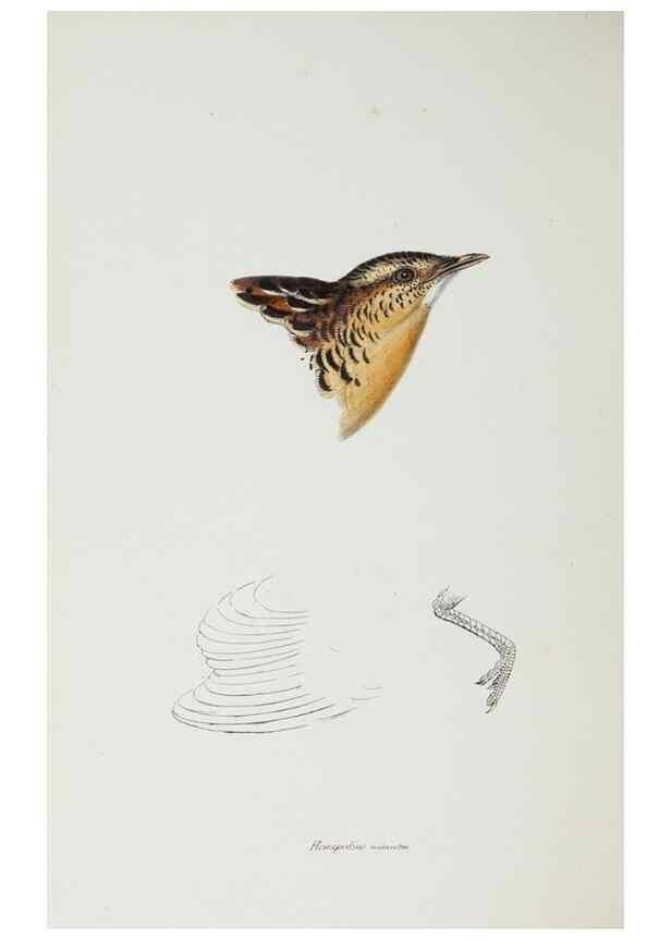 Reproducción/Reproduction 29307659305: A synopsis of the birds of Australia, and the adjacent Islands /. London :John Gould,1837.