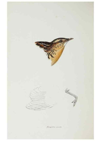 Reproducción/Reproduction 29307659305: A synopsis of the birds of Australia, and the adjacent Islands /. London :John Gould,1837.