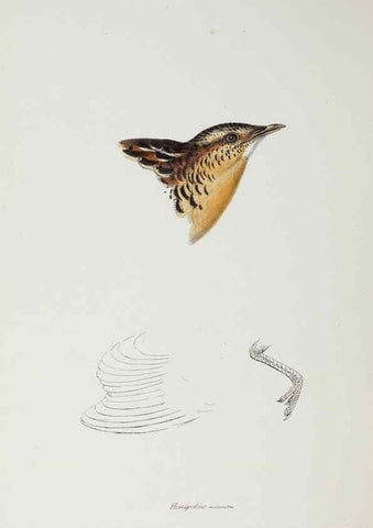 Reproducción/Reproduction 29307659305: A synopsis of the birds of Australia, and the adjacent Islands /. London :John Gould,1837.