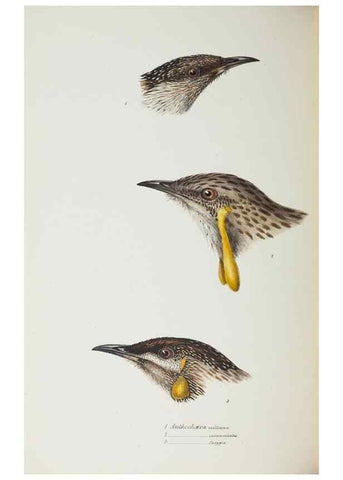 Reproducción/Reproduction 29228936331: A synopsis of the birds of Australia, and the adjacent Islands /. London :John Gould,1837.