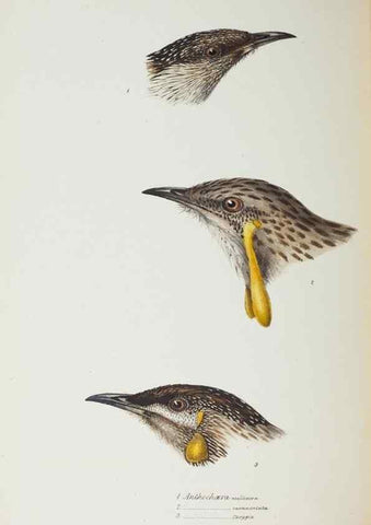 Reproducción/Reproduction 29228936331: A synopsis of the birds of Australia, and the adjacent Islands /. London :John Gould,1837.