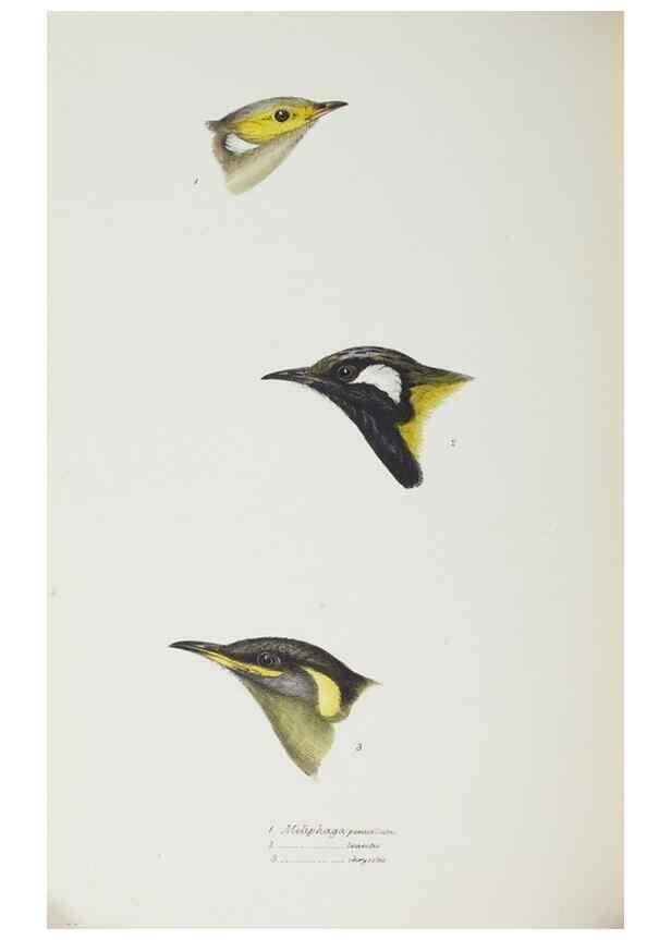 Reproducción/Reproduction 29019739590: A synopsis of the birds of Australia, and the adjacent Islands /. London :John Gould,1837.