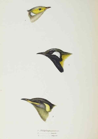Reproducción/Reproduction 29019739590: A synopsis of the birds of Australia, and the adjacent Islands /. London :John Gould,1837.