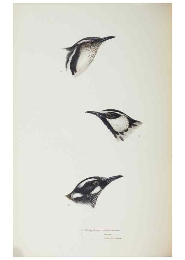 Reproducción/Reproduction 29307615425: A synopsis of the birds of Australia, and the adjacent Islands /. London :John Gould,1837.