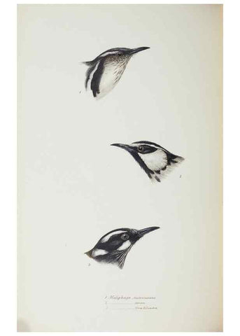 Reproducción/Reproduction 29307615425: A synopsis of the birds of Australia, and the adjacent Islands /. London :John Gould,1837.