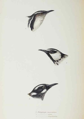 Reproducción/Reproduction 29307615425: A synopsis of the birds of Australia, and the adjacent Islands /. London :John Gould,1837.