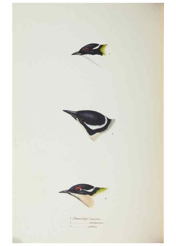 Reproducción/Reproduction 28686855643: A synopsis of the birds of Australia, and the adjacent Islands /. London :John Gould,1837.