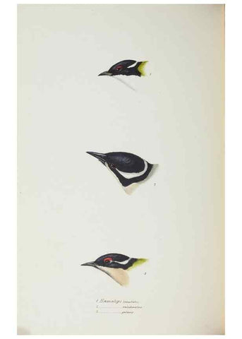 Reproducción/Reproduction 28686855643: A synopsis of the birds of Australia, and the adjacent Islands /. London :John Gould,1837.