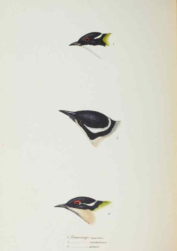 Reproducción/Reproduction 28686855643: A synopsis of the birds of Australia, and the adjacent Islands /. London :John Gould,1837.
