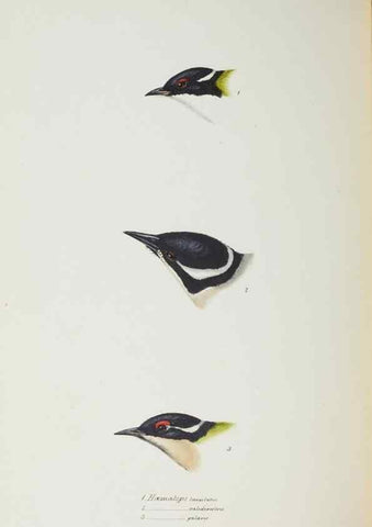 Reproducción/Reproduction 28686855643: A synopsis of the birds of Australia, and the adjacent Islands /. London :John Gould,1837.