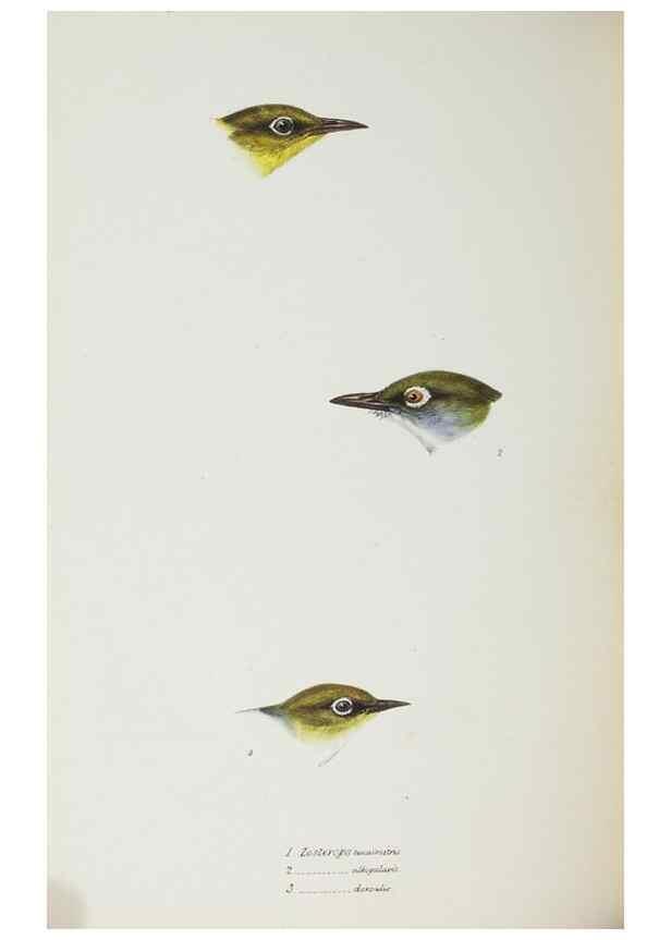 Reproducción/Reproduction 29228941201: A synopsis of the birds of Australia, and the adjacent Islands /. London :John Gould,1837.