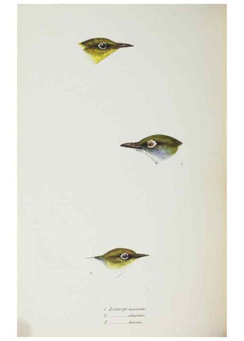 Reproducción/Reproduction 29228941201: A synopsis of the birds of Australia, and the adjacent Islands /. London :John Gould,1837.
