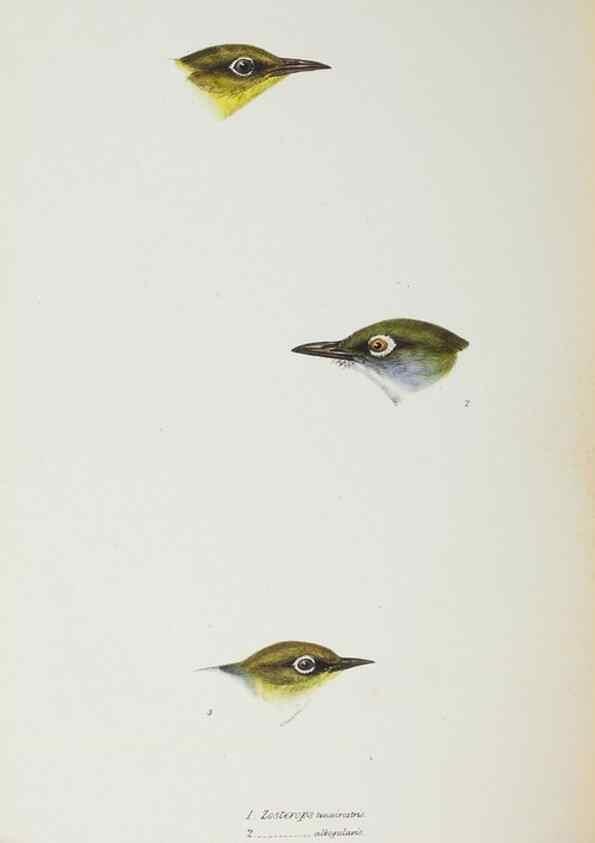 Reproducción/Reproduction 29228941201: A synopsis of the birds of Australia, and the adjacent Islands /. London :John Gould,1837.