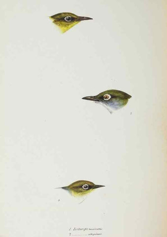 Reproducción/Reproduction 29228941201: A synopsis of the birds of Australia, and the adjacent Islands /. London :John Gould,1837.