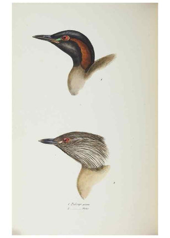 Reproducción/Reproduction 29228942701: A synopsis of the birds of Australia, and the adjacent Islands /. London :John Gould,1837.