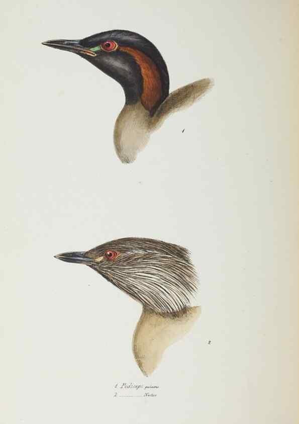 Reproducción/Reproduction 29228942701: A synopsis of the birds of Australia, and the adjacent Islands /. London :John Gould,1837.