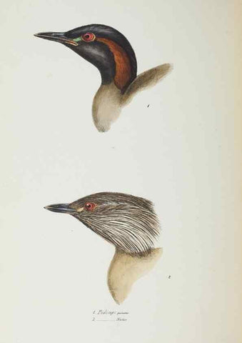 Reproducción/Reproduction 29228942701: A synopsis of the birds of Australia, and the adjacent Islands /. London :John Gould,1837.