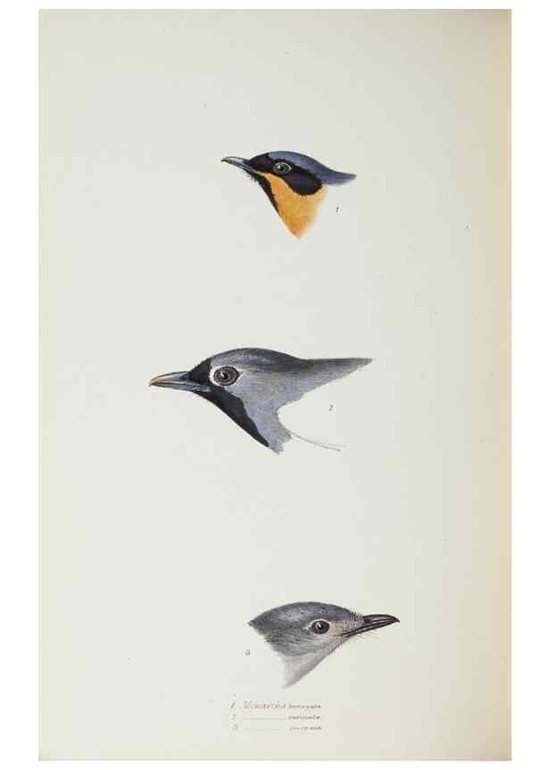 Reproducción/Reproduction 29307627705: A synopsis of the birds of Australia, and the adjacent Islands /. London :John Gould,1837.