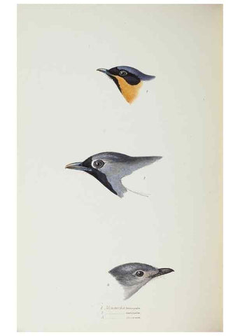 Reproducción/Reproduction 29307627705: A synopsis of the birds of Australia, and the adjacent Islands /. London :John Gould,1837.